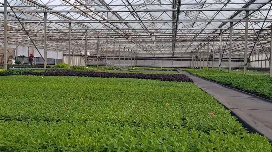 Kernock Park Plants glasshouse